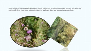 In my village you can find a lot of diferents insects. Do you like insects? Someone are amazing and other one
are horrible. And there aren’t only insects you can see boars, deers and another fantastic animals.
 