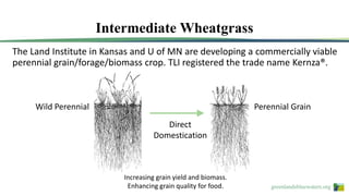 greenlandsbluewaters.org
The Land Institute in Kansas and U of MN are developing a commercially viable
perennial grain/forage/biomass crop. TLI registered the trade name Kernza®.
Increasing grain yield and biomass.
Enhancing grain quality for food.
Direct
Domestication
Wild Perennial Perennial Grain
Intermediate Wheatgrass
 