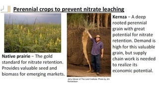 Jerry Glover of The Land Institute: Photo by Jim
Richardson
 