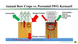 greenlandsbluewaters.org
Nitrogen fertilizer
Groundwater
Nitrogen Leaching
Plantuptake
Root and
soil N
cycling
Root and
soil N
cycling
Plantuptake
Commodities
Commodities -
Grain &
High Quality
Forage
Annual Row Crops vs. Perennial IWG Kernza®
 
