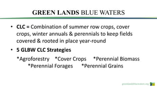 greenlandsbluewaters.org
GREEN LANDS BLUE WATERS
• CLC = Combination of summer row crops, cover
crops, winter annuals & perennials to keep fields
covered & rooted in place year-round
• 5 GLBW CLC Strategies
*Agroforestry *Cover Crops *Perennial Biomass
*Perennial Forages *Perennial Grains
 
