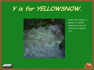 Y is for YELLOWSNOW.
                Snow that is given a
                golden or yellow
                appearance by the
                presence of pollen
                in it.




                                       26
 