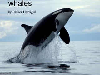 whales
by:Parker Harrigill
 