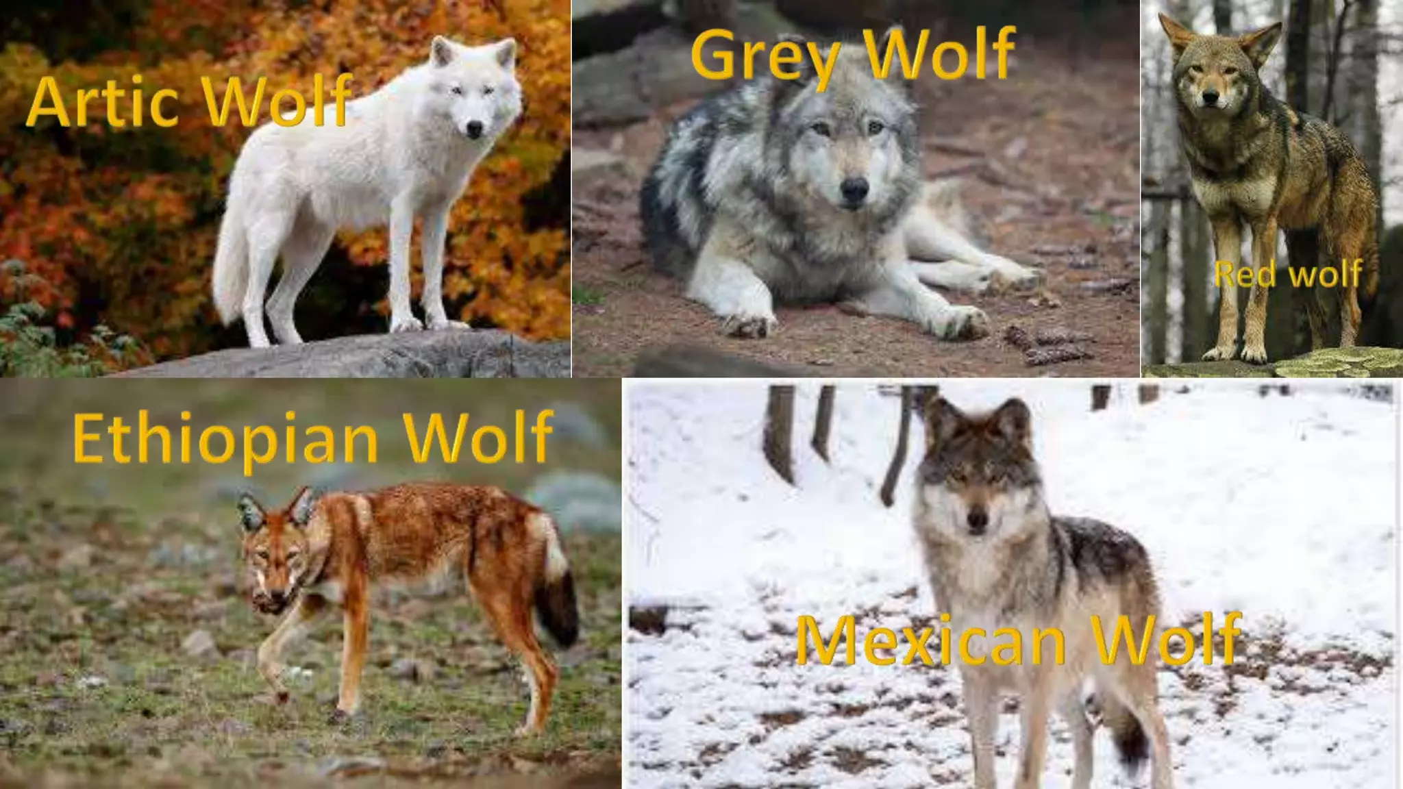 How to become a werewolf