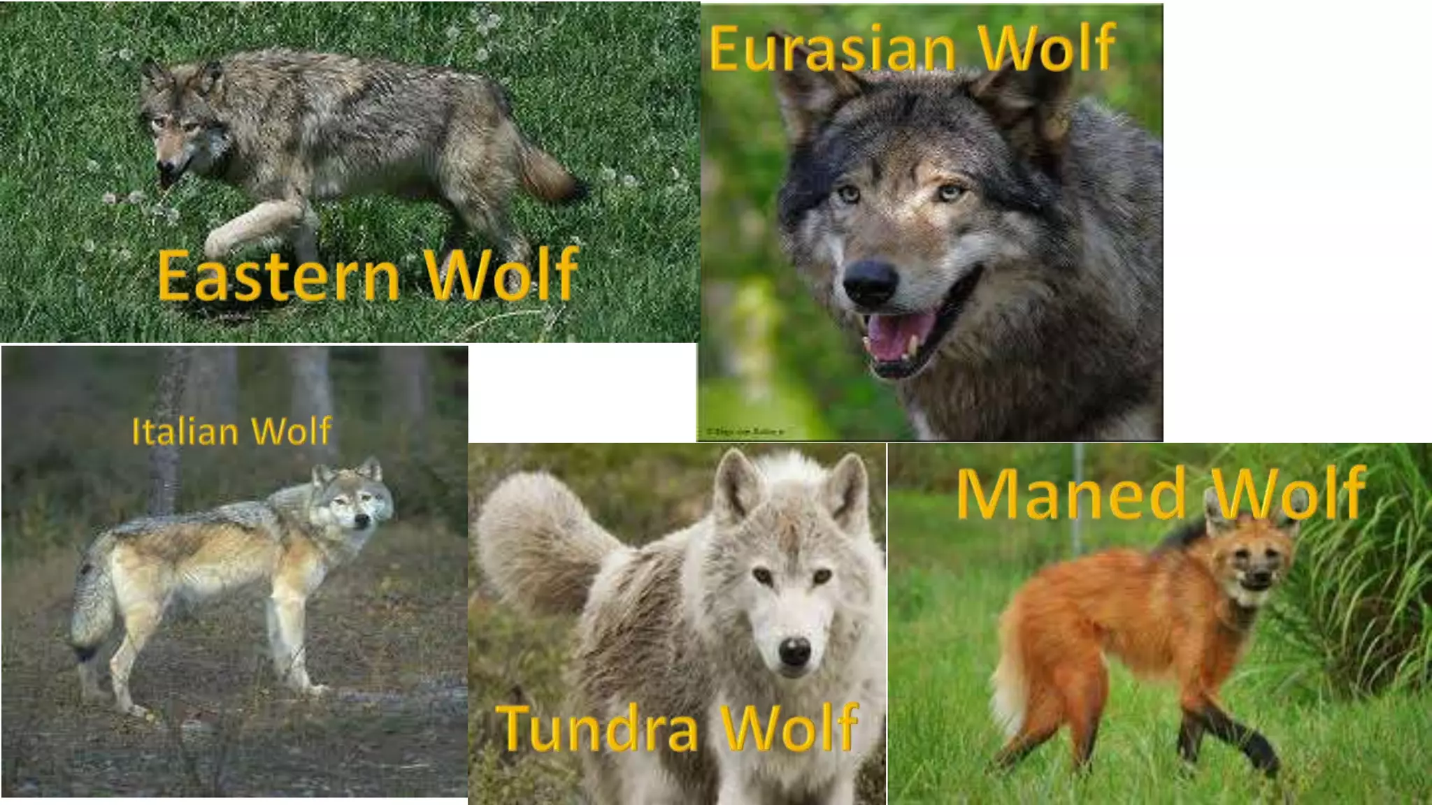 How to become a werewolf