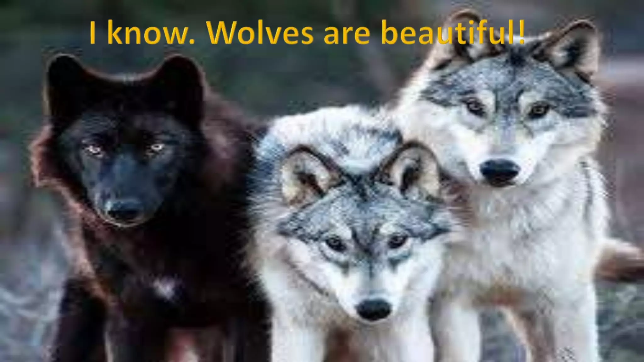 How to become a werewolf