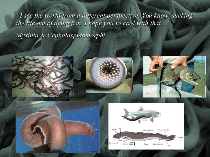 Myxinia & Cephalaspidomorphi