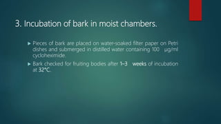 3. Incubation of bark in moist chambers.
 Pieces of bark are placed on water‐soaked filter paper on Petri
dishes and submerged in distilled water containing 100 μg/ml
cycloheximide.
 Bark checked for fruiting bodies after 1–3 weeks of incubation
at 32°C.
 