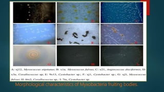 Morphological characteristics of Myxobacteria fruiting bodies.
 