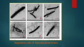 Vegetative cells of Myxobacterial strains
 