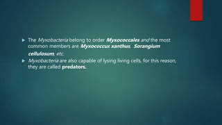  The Myxobacteria belong to order Myxococcales and the most
common members are Myxococcus xanthus, Sorangium
cellulosum, etc.
 Myxobacteria are also capable of lysing living cells, for this reason,
they are called predators.
 