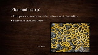 Plasmodiocarp:
• Protoplasm accumulates in the main veins of plasmodium
• Spores are produced there
Fig # 05:
 