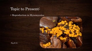 Topic to Present:
• Reproduction in Myxomycotes
Fig # 01:
 