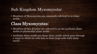 Sub Kingdom Myxomycota:
• Members of Myxomycota are commonly referred to as slime
molds.
Class Myxomycetes:
• Members of this division are referred to as the acellular slime
molds or plasmodial slime molds.
• Acellular slime molds are those slime molds which pass through
a stage in which its cells fuse to form large cells with many
nuclei.
 
