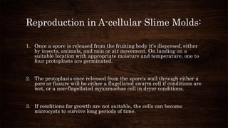 Reproduction in A-cellular Slime Molds:
1. Once a spore is released from the fruiting body it's dispersed, either
by insects, animals, and rain or air movement. On landing on a
suitable location with appropriate moisture and temperature, one to
four protoplasts are germinated.
2. The protoplasts once released from the spore's wall through either a
pore or fissure will be either a flagellated swarm cell if conditions are
wet, or a non-flagellated myxamoebae cell in dryer conditions.
3. If conditions for growth are not suitable, the cells can become
microcysts to survive long periods of time.
 