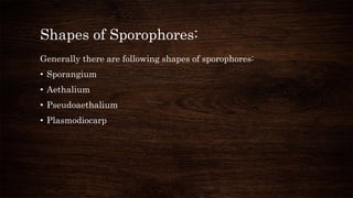 Shapes of Sporophores:
Generally there are following shapes of sporophores:
• Sporangium
• Aethalium
• Pseudoaethalium
• Plasmodiocarp
 