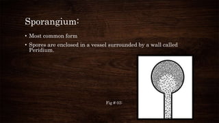 Sporangium:
• Most common form
• Spores are enclosed in a vessel surrounded by a wall called
Peridium.
Fig # 03:
 