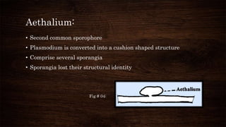 Aethalium:
• Second common sporophore
• Plasmodium is converted into a cushion shaped structure
• Comprise several sporangia
• Sporangia lost their structural identity
Fig # 04:
 