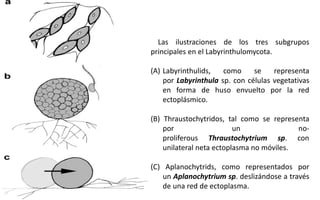 Labyrinthulids MYXOMYCOTA (Generalidades, características).pdf