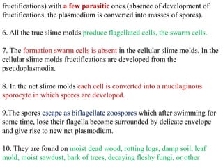 fructifications) with a few parasitic ones.(absence of development of
fructifications, the plasmodium is converted into masses of spores).
6. All the true slime molds produce flagellated cells, the swarm cells.
7. The formation swarm cells is absent in the cellular slime molds. In the
cellular slime molds fructifications are developed from the
pseudoplasmodia.
8. In the net slime molds each cell is converted into a mucilaginous
sporocyte in which spores are developed.
9.The spores escape as biflagellate zoospores which after swimming for
some time, lose their flagella become surrounded by delicate envelope
and give rise to new net plasmodium.
10. They are found on moist dead wood, rotting logs, damp soil, leaf
mold, moist sawdust, bark of trees, decaying fleshy fungi, or other
 