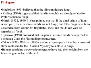 Phylogeny-
•Macbride (1899) believed that the slime molds are fungi.
• Karling (1944) suggested that the slime molds are closely related to
Protozoa than to fungi.
•Martin (1932, 1960-61) has pointed out that if the algal origin of fungi
is accepted, then the slime molds are not fungi; but if the fungi have been
descended from colourless flagellates, the slime molds can well be
regarded as fungi.
• Sparrow (1958) proposed that the parasitic slime molds be regarded as
a separate Class the Plasmodiophoromycetes.
•Talbot (1971), Webster (1983), and others grouped all the four classes of
slime molds under the Division Myxomycota close to fungi.
•Bonner considers the Acrasiomycetes to have had their origin from the
free-living amoebae of the soil.
 