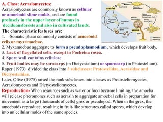 A. Class: Acrasiomycetes:
Acrasiomycetes are commonly known as cellular
or amoeboid slime molds, and are found
profusely in the upper layer of humus in
deciduousforests and also in cultivated lands.
The characteristic features are:
1. Somatic phase commonly consists of amoeboid
cells or myxamoebae.
2. Myxamoebae aggregate to form a pseudoplasmodium, which develops fruit body.
3. Lack of flagellated cells, except in Pocheina rosea.
4. Spore wall contains cellulose.
5. Fruit bodies may be sorocarps (in Dictyostelium) or sporocarp (in Protostelium).
Raper (1973) divided the class into 3 subclasses: Protostelidae, Acrasidae and
Dictyostelidae.
Later, Olive (1975) raised the rank subclasses into classes as Protosteliomycetes,
Acrasiomycetes and Dictyosteliomycetes.
Reproduction- When resources such as water or food become limiting, the amoeba
will release pheromones such as acrasin to aggregate amoebal cells in preparation for
movement as a large (thousands of cells) grex or pseudopod. When in the grex, the
amoeboids reproduce, resulting in fruit-like structures called spores, which develop
into unicellular molds of the same species.
 