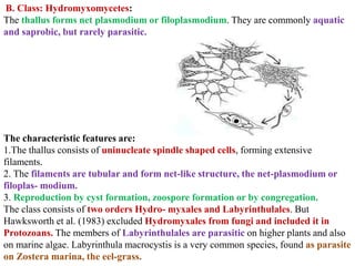 B. Class: Hydromyxomycetes:
The thallus forms net plasmodium or filoplasmodium. They are commonly aquatic
and saprobic, but rarely parasitic.
The characteristic features are:
1.The thallus consists of uninucleate spindle shaped cells, forming extensive
filaments.
2. The filaments are tubular and form net-like structure, the net-plasmodium or
filoplas- modium.
3. Reproduction by cyst formation, zoospore formation or by congregation.
The class consists of two orders Hydro- myxales and Labyrinthulales. But
Hawksworth et al. (1983) excluded Hydromyxales from fungi and included it in
Protozoans. The members of Labyrinthulales are parasitic on higher plants and also
on marine algae. Labyrinthula macrocystis is a very common species, found as parasite
on Zostera marina, the eel-grass.
 