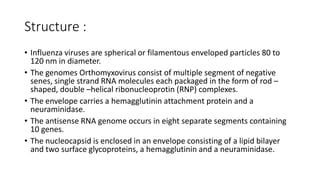 Structure :
• Influenza viruses are spherical or filamentous enveloped particles 80 to
120 nm in diameter.
• The genomes Orthomyxovirus consist of multiple segment of negative
senes, single strand RNA molecules each packaged in the form of rod –
shaped, double –helical ribonucleoprotin (RNP) complexes.
• The envelope carries a hemagglutinin attachment protein and a
neuraminidase.
• The antisense RNA genome occurs in eight separate segments containing
10 genes.
• The nucleocapsid is enclosed in an envelope consisting of a lipid bilayer
and two surface glycoproteins, a hemagglutinin and a neuraminidase.
 