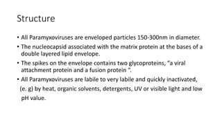 Structure
• All Paramyxoviruses are enveloped particles 150-300nm in diameter.
• The nucleocapsid associated with the matrix protein at the bases of a
double layered lipid envelope.
• The spikes on the envelope contains two glycoproteins, “a viral
attachment protein and a fusion protein “.
• All Paramyxoviruses are labile to very labile and quickly inactivated,
(e. g) by heat, organic solvents, detergents, UV or visible light and low
pH value.
 