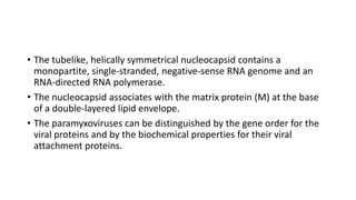 • The tubelike, helically symmetrical nucleocapsid contains a
monopartite, single-stranded, negative-sense RNA genome and an
RNA-directed RNA polymerase.
• The nucleocapsid associates with the matrix protein (M) at the base
of a double-layered lipid envelope.
• The paramyxoviruses can be distinguished by the gene order for the
viral proteins and by the biochemical properties for their viral
attachment proteins.
 