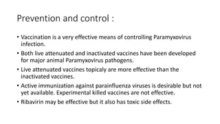 • Vaccination is a very effective means of controlling Paramyxovirus
infection.
• Both live attenuated and inactivated vaccines have been developed
for major animal Paramyxovirus pathogens.
• Live attenuated vaccines topicaly are more effective than the
inactivated vaccines.
• Active immunization against parainfluenza viruses is desirable but not
yet available. Experimental killed vaccines are not effective.
• Ribavirin may be effective but it also has toxic side effects.
Prevention and control :
 