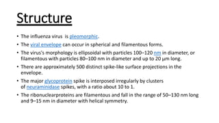 Structure
• The influenza virus is pleomorphic.
• The viral envelope can occur in spherical and filamentous forms.
• The virus's morphology is ellipsoidal with particles 100–120 nm in diameter, or
filamentous with particles 80–100 nm in diameter and up to 20 µm long.
• There are approximately 500 distinct spike-like surface projections in the
envelope.
• The major glycoprotein spike is interposed irregularly by clusters
of neuraminidase spikes, with a ratio about 10 to 1.
• The ribonuclearproteins are filamentous and fall in the range of 50–130 nm long
and 9–15 nm in diameter with helical symmetry.
 