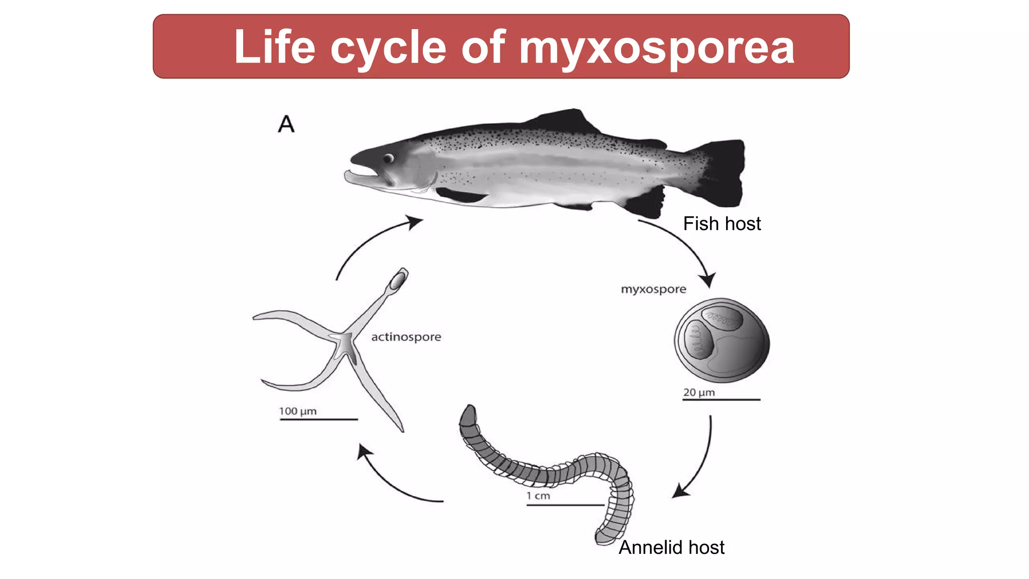 Myxozoan Morphology And Life Cycle PDF Myxozoan Morphology And Life Cycle PDF
