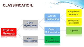 Phylum Myxozoa Phylum Myxozoa