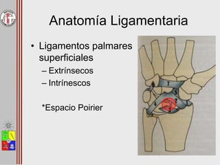 Anatomía Ligamentaria
• Ligamentos palmares
superficiales
– Extrínsecos
– Intrínescos
*Espacio Poirier
 