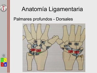 Anatomía Ligamentaria
Palmares profundos - Dorsales
 