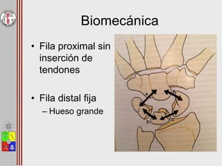 Biomecánica
• Fila proximal sin
inserción de
tendones
• Fila distal fija
– Hueso grande
 