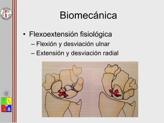 Biomecánica
• Flexoextensión fisiológica
– Flexión y desviación ulnar
– Extensión y desviación radial
 