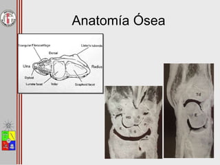 Anatomía Ósea
 