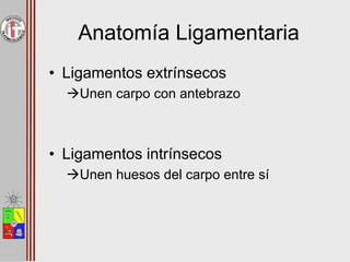 Anatomía Ligamentaria
• Ligamentos extrínsecos
Unen carpo con antebrazo
• Ligamentos intrínsecos
Unen huesos del carpo entre sí
 