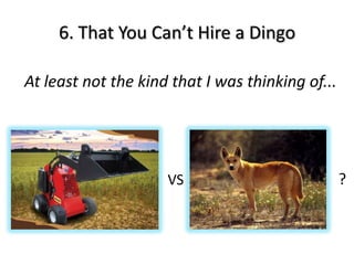 6. That You Can’t Hire a Dingo

At least not the kind that I was thinking of...




                     VS                           ?
 