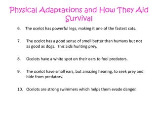 Physical Adaptations and How They Aid SurvivalThe ocelot has powerful legs, making it one of the fastest cats.The ocelot has a good sense of smell better than humans but not as good as dogs.  This aids hunting prey.Ocelots have a white spot on their ears to fool predators.The ocelot have small ears, but amazing hearing, to seek prey and hide from predators.Ocelots are strong swimmers which helps them evade danger.   