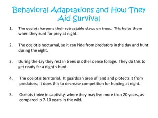 Behavioral Adaptations and How They Aid SurvivalThe ocelot sharpens their retractable claws on trees.  This helps them when they hunt for prey at night.The ocelot is nocturnal, so it can hide from predators in the day and hunt during the night.During the day they rest in trees or other dense foliage.  They do this to get ready for a night’s hunt.4. 	The ocelot is territorial.  It guards an area of land and protects it from predators.  It does this to decrease competition for hunting at night.Ocelots thrive in captivity, where they may live more than 20 years, as compared to 7-10 years in the wild.