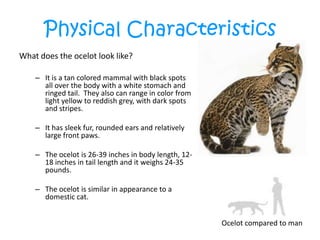 Physical CharacteristicsWhat does the ocelot look like? It is a tan colored mammal with black spots all over the body with a white stomach and ringed tail.  They also can range in color from light yellow to reddish grey, with dark spots and stripes. It has sleek fur, rounded ears and relatively large front paws. The ocelot is 26-39 inches in body length, 12-18 inches in tail length and it weighs 24-35 pounds.The ocelot is similar in appearance to a domestic cat.Ocelot compared to man