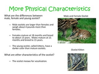 More Physical CharacteristicsWhat are the differences between male, female and young ocelot?Male ocelots are larger than females and weigh about 4 pounds more than females.Females mature at 18 months and breed to about 13 years.  Males mature at 15 months and breed to 15 years.The young ocelot, called kittens, have a darker color than mature ocelots.What are other characteristics of the ocelot?The ocelot meows for vocalization.Male and Female OcelotOcelot Kitten