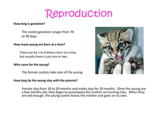 ReproductionHow long is gestation?The ocelot gestation ranges from 70to 90 days.How many young are born at a time?  	There can be 1 to 4 kittens born at a time, 	but usually there is just one or two.Who cares for the young?The female ocelots take care of the young.How long do the young stay with the parents? Female stay from 18 to 20 months and males stay for 30 months.  Once the young are a few months old, they begin to accompany the mother on hunting trips.  When they are old enough, the young ocelot leaves the mother and goes on its own.