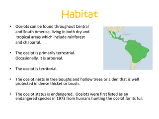 Habitat Ocelots can be found throughout Central	and South America, living in both dry and	 tropical areas which include rainforest 	and chaparral.The ocelot is primarily terrestrial.  	Occasionally, it is arboreal.The ocelot is territorial.The ocelot nests in tree boughs and hollow trees or a den that is well protected in dense thicket or brush.The ocelot status is endangered.  Ocelots were first listed as an  endangered species in 1973 from humans hunting the ocelot for its fur.