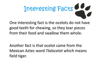 Interesting Facts	One interesting fact is the ocelots do not have good teeth for chewing, so they tear pieces from their food and swallow them whole.	Another fact is that ocelot came from the Mexican Aztec word Tlalocelot which means field tiger.