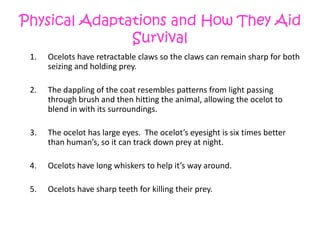 Ocelots have retractable claws so the claws can remain sharp for both seizing and holding prey.The dappling of the coat resembles patterns from light passing through brush and then hitting the animal, allowing the ocelot to blend in with its surroundings.The ocelot has large eyes.  The ocelot’s eyesight is six times better than human’s, so it can track down prey at night.Ocelots have long whiskers to help it’s way around.5.  	Ocelots have sharp teeth for killing their prey.Physical Adaptations and How They Aid Survival