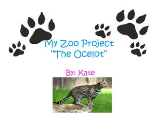 My Zoo Project“The Ocelot”  By: Kate 